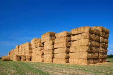 Straw bales on farmland with blue sky. Rural landscape in sunny day.