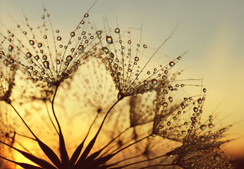 Dew drops on a dandelion seeds at sunrise close up.