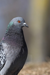 Partial portrait of Feral Pigeon, Columba livia domestica, against a blurred grey background
