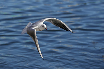 Fototapeta na wymiar Common Gull, Larus ridibundus, in flight front view against blue water with waves