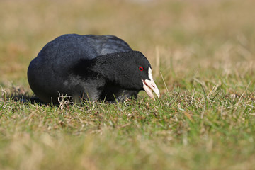 Eurasian Coot, Fulica atra, grazing in green grass with open beak