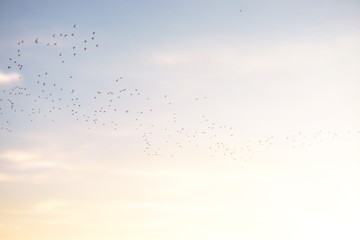 The birds fly at sunset and flare light