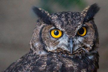 Calm Owl