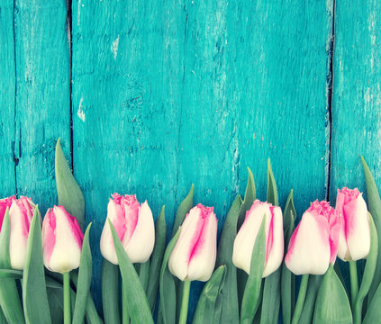 Frame of tulips on turquoise rustic wooden background. Spring flowers. Spring background. Greeting card for Valentine's Day, Woman's Day and Mother's Day. Top view