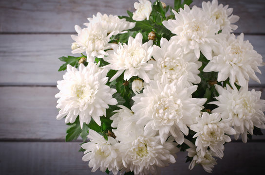 Fototapeta White Chrysanthemum in flower pot on grey wooden backround