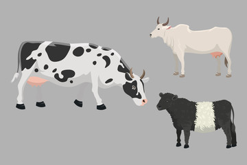 Bull and cow farm animal vector illustration.