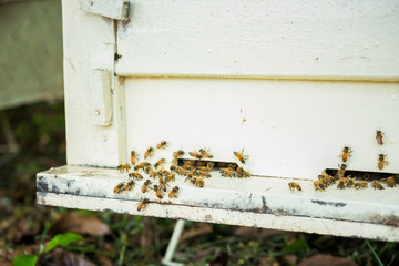 Bees at beehive