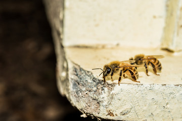Bees at beehive