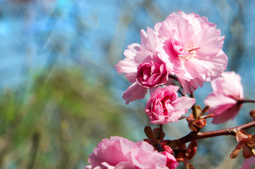 Obraz premium Japanische Kirschblüte Frühling