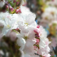 Kirschblüte aufblühen