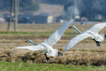 Obraz premium 飛ぶ白鳥達