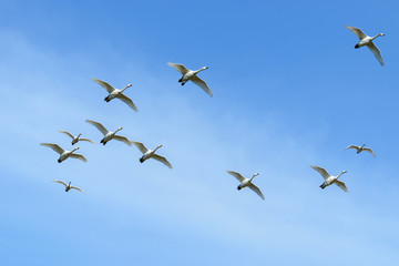 飛ぶ白鳥達