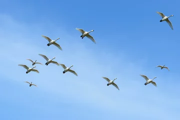 Papier Peint photo Lavable Cygne 飛ぶ白鳥達