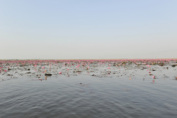 RedLotusSea Nong Han Kumphawapi  udonthani Northeast  in thailand