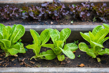 Fresh green lettuce on the field