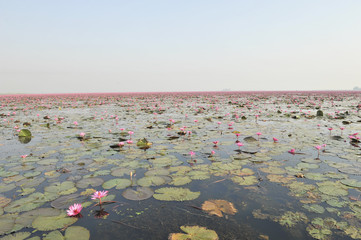 RedLotusSea Nong Han Kumphawapi  udonthani Northeast  in thailand