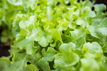 Fresh green lettuce on the field