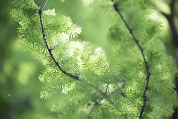 Evergreen Tree