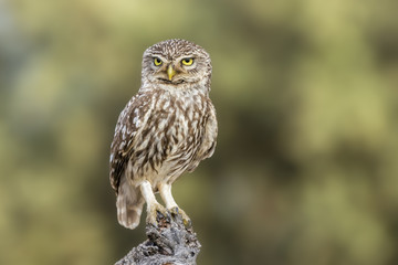 little owl
