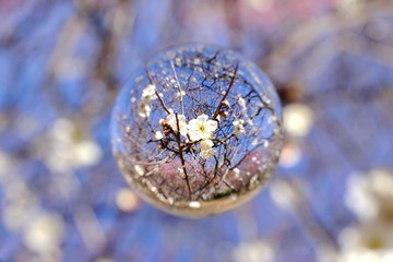 白梅を閉じ込めて