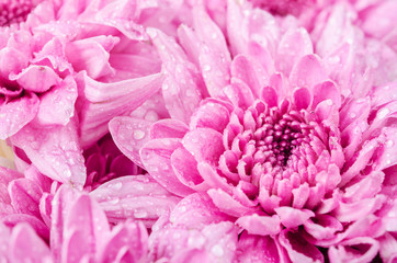 Close up chrysanthemu flower with waterdrop.