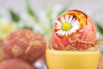 Daisy flower in cracked Easter egg  on abstract springtime background