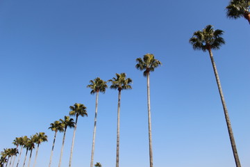 Obraz premium 椰子