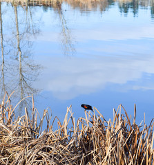 Red-wing Blackbird and Cloud Reflections
