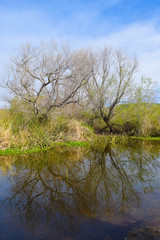 Trees and Reeds Reflections