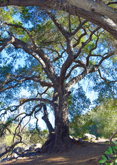 Mission Trails Oak Tree