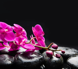 branch red orchid on therapy stones 