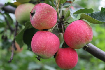 Red ripe apples on branch 20519