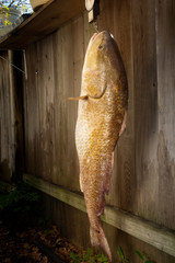 Big fish Red Drum is weighed on the scales in the background on a wooden fence
