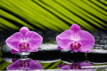 Two orchid with palm and stones on wet background