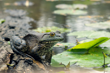 Fototapeta premium Leopard frog (Rana pipiens) on a log in a pond and lily pads