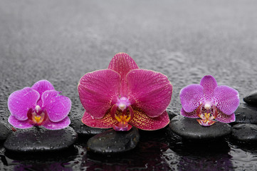 Fototapeta na wymiar Set of red and pink orchid with therapy stones 