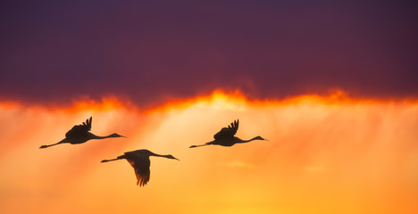 Birds flying against evening sunset panoramic view