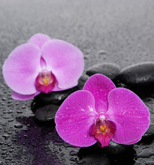 Two Pink orchid on black pebbles 