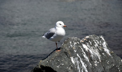 Seagull with one feet. Bird shit on the rock.