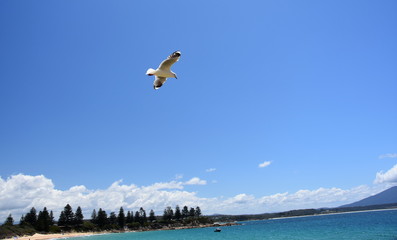 Seagull flying on beach. Fly seagull. Seagull and sea. Seagull flying over the sea. White seagull soaring in the blue sky.