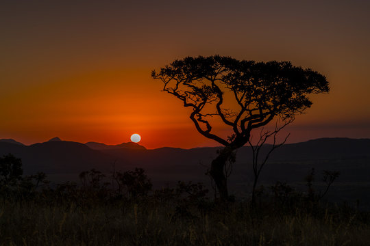 Beautiful landscape image with tree silhouette at orange sunset in Brazil