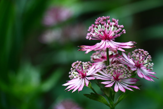 Astrantia flowers./Unusual flowers astrantia with narrow petals of white-pink color on a green background.