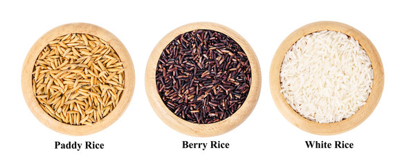 Different of berry rice, Paddy, and white rice in wooden dish