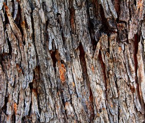 Backgrounds and Textures featuring Tree Bark and Wood Grain patterns.