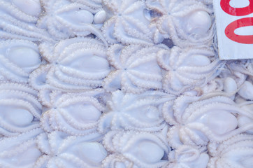 Obraz premium Squid ,Fresh seafood