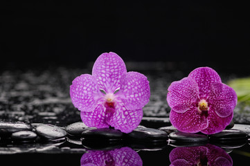 Fototapeta na wymiar Two Pink orchid on black pebbles 