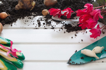 Fototapeta premium gardening concept with flowers plant on white wooden background