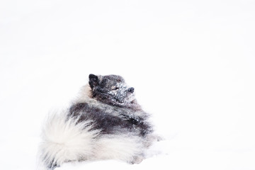 Keeshond dog resting in the snow