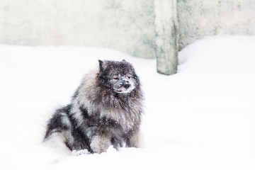 Keeshond with the muzzle in the snow