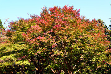 Fototapeta premium 英彦山